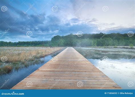 Wooden Road Through Swamp With Cotton Grass Stock Photo Image Of