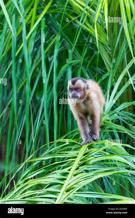 Tufted Capuchin Cebus Apella Also Known As Brown Capuchin Black