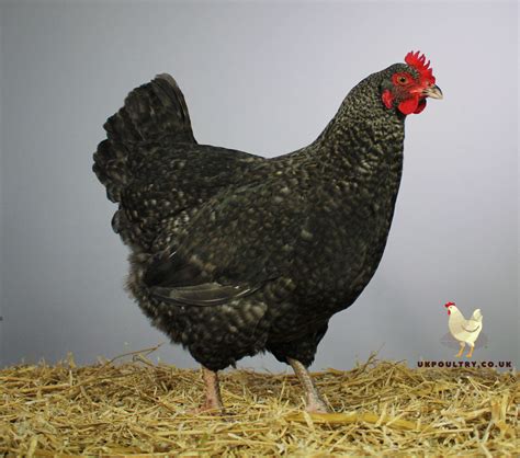 Cuckoo Maran | Fertile Hatching Eggs For Sale | Free Delivery – UK POULTRY