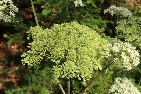 Wald Engelwurz Angelica Sylvestris Blumen Und Natur