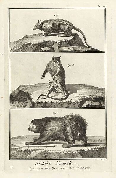 Greater Naked Tailed Armadillo Chlamyphoridae Mammals