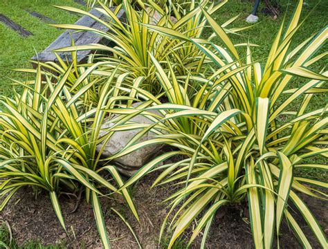 6 Tips to Growing Spider Plants Outdoors