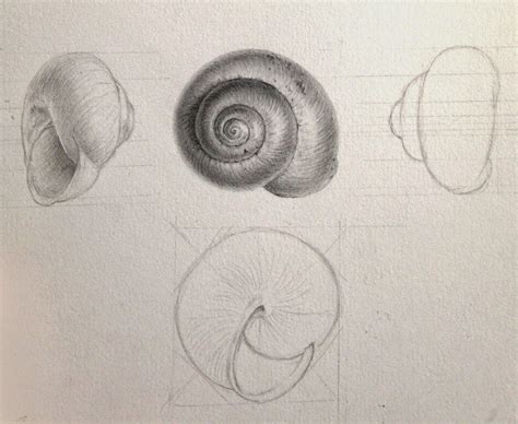 Dianne Sutherland Drawing And Seeing Shell Drawing Graphite Drawings Observational Drawing