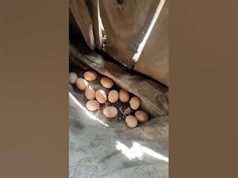 Finding Chicken Egg-Laying Hideout #kuroiler #short #chicken - YouTube