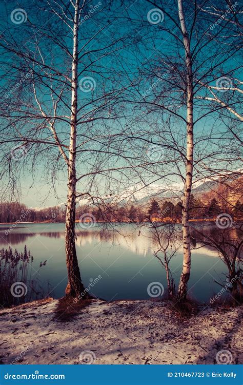 Birch Tree By The Lake Sierre Stock Image Image Of Alpine Alps