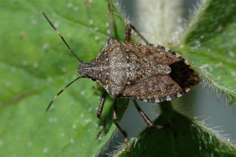 Brown Marmorated Stink Bug Halyomorpha Halys Department Of Entomology