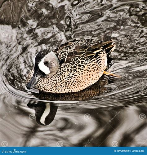 A View Of A Blue Winged Teal Duck Stock Photo Image Of Bird Ducks