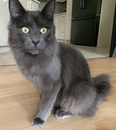 See All Adopted Pets