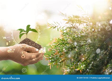 Tree Grows From The Soil On The Hand Environmental Conservation Concept