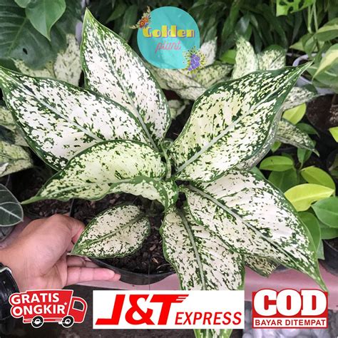 Jual Tanaman Hias Aglonema Snow Withe Kualitas Istimewa Murah Meriah