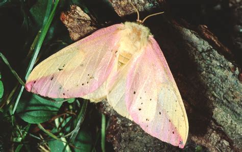 Rosy Maple Moth Cute