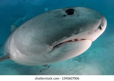 Tiger Sharks Tiger Beach Bahamas Stock Photo 1590607006 | Shutterstock