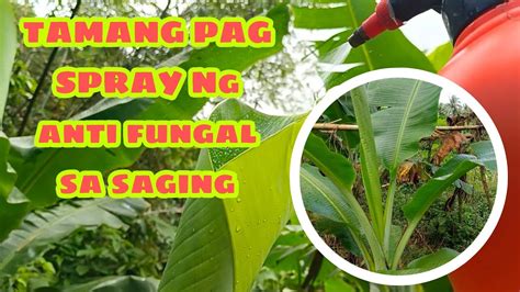 PAANO ANG TAMANG PAG SPRAY SA SAGING LAKATAN VAL MATUBANG FARM