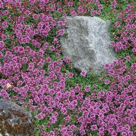 Vibrant flowers bloom prolifically in summer! Foliage and flowers are ...