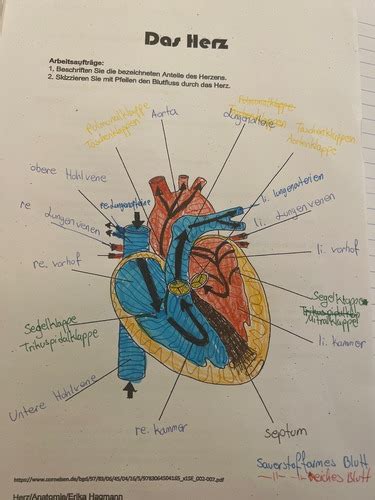 K14 Herz Anatomie Karteikarten Quizlet