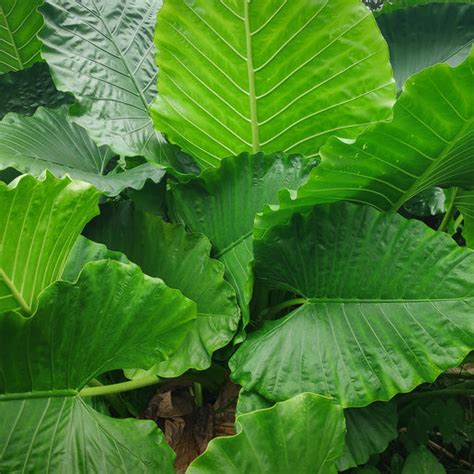 Alocasia Macrorrhiza Borneo Giant Elephant Ear Siteone