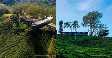 Boh Malaysian Tea Brand And Plantation S Founder And History