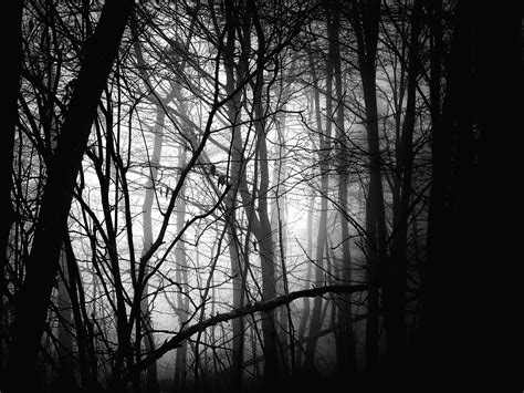 Noir And Blanc Archives Yapasfoto Forest Noir Photo