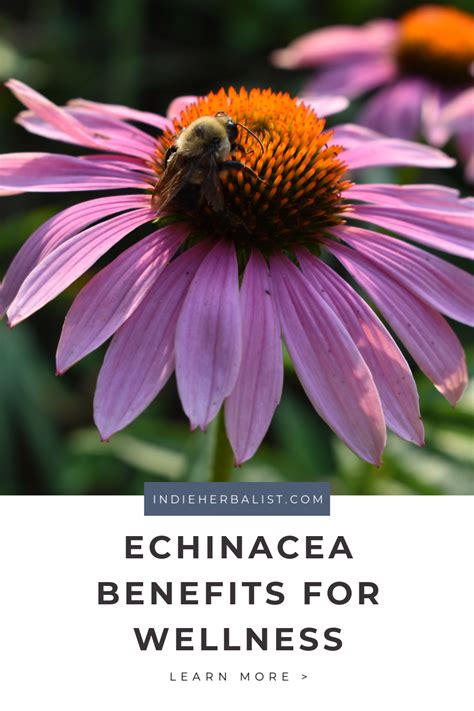 Echinacea Benefits For Home Herbalists Indie Herbalist