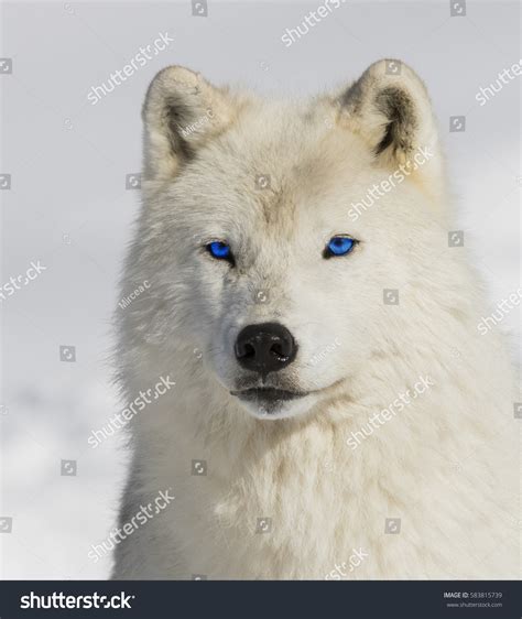 Arctic Blue Eyes