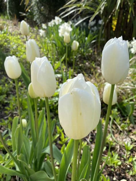 Types Of White Tulips That Will Look Great In Your Garden