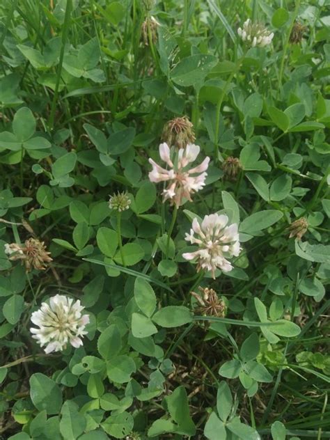 Trifolium Repens