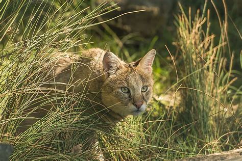 The Ten Species Of Small Wild Cats Found In Asia - WorldAtlas