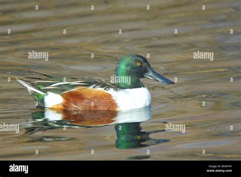 Northern Shoveler Male Stock Photo - Alamy