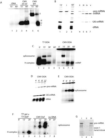 Functional Coupling Of Rnap Ii Transcription To Spliceosome Assembly