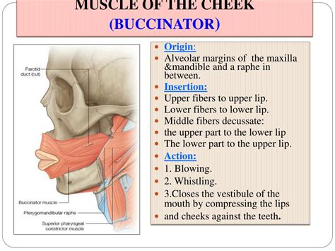 Buccinator Muscle Origin And Insertion