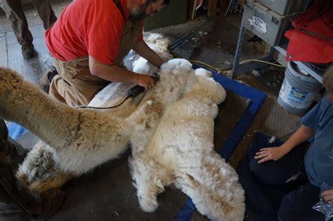 An Experience Like No Other: Alpaca Shearing - PacaNaturals