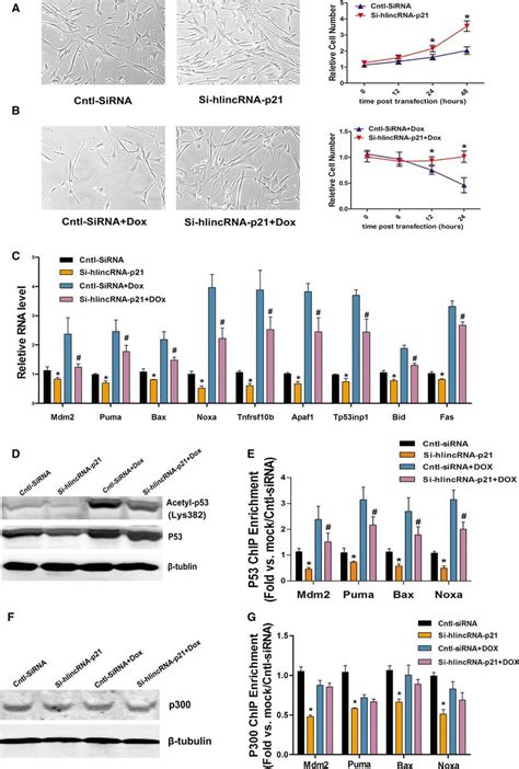 Lincrna P Regulates Neointima Formation Vascular Smooth Muscle Cell