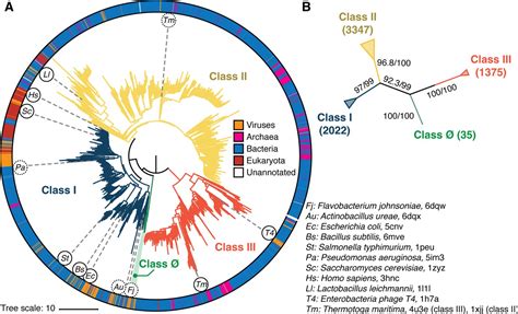 Comprehensive Phylogenetic Analysis Of The Ribonucleotide Reductase