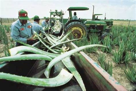 Visiting The Installation Of Aloe Of America In Mission Texas August