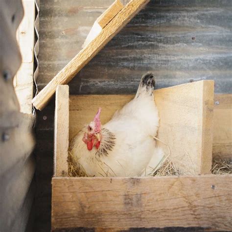 El Declive En Las Gallinas Ponedoras Poultry Life Avicultura Moderna