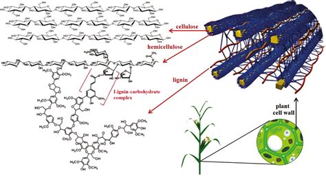 Lignocellulose Structure