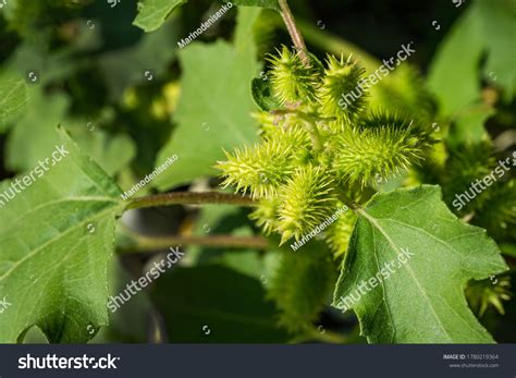 264 Rough cocklebur Images, Stock Photos & Vectors | Shutterstock