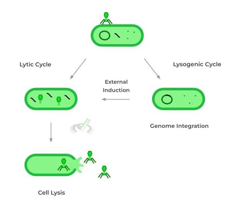 Viruses Steps Of The Viral Life Cycle On The Mcat Mcat Mastery