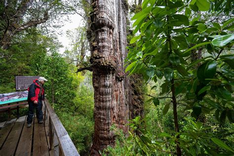 Great Grandfather World S New Oldest Tree Holds Planet S Secrets