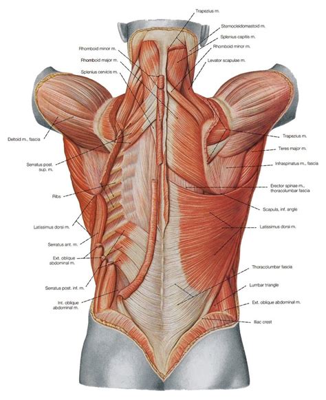 Muscles Of The Trunk Diagram Posterior