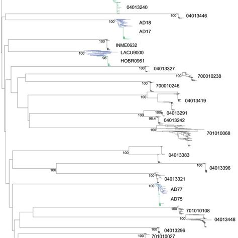 Neighbor Joining Nj Tree Of Full Length Hiv 1 Gp160 Env Sequences