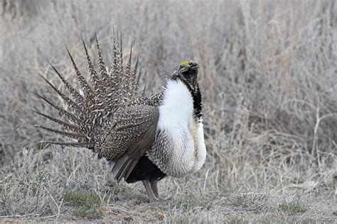 Grouse Getaway - Colorado Outdoors Online