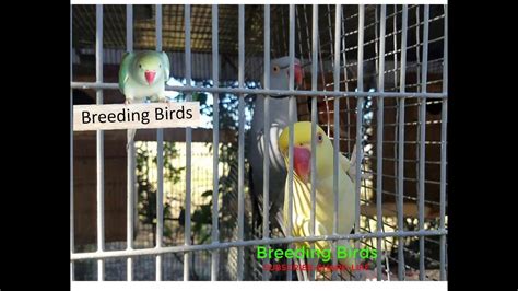 Breeding Indian Ringneck Parrots Youtube