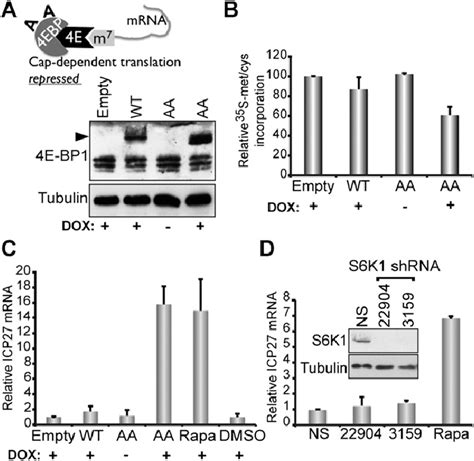 Inducible Expression Of A Constitutively Active 4e Bp1 Repressor Download Scientific Diagram