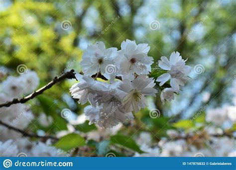 Ramas De Rbol Con Las Flores Hermosas De La Cereza Foto De Archivo