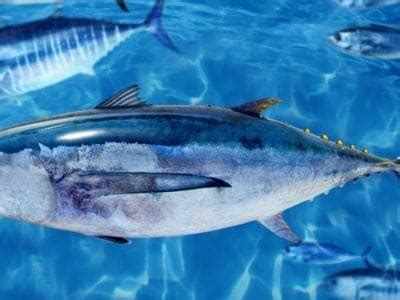 Albacore Tuna | Incredible Facts, Pictures | AZ Animals