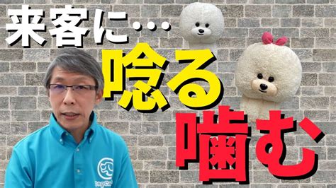 【犬のしつけ】来客に唸る、噛む【悩み相談ライブ切り抜き】 Youtube