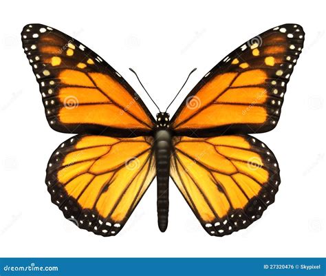 Monarch Butterfly Royalty Free Stock Image Image