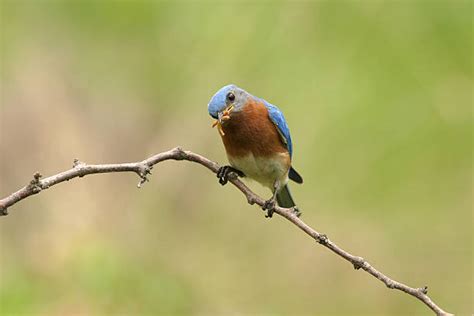 70+ Bluebirds Mealworms Stock Photos, Pictures & Royalty-Free Images - iStock