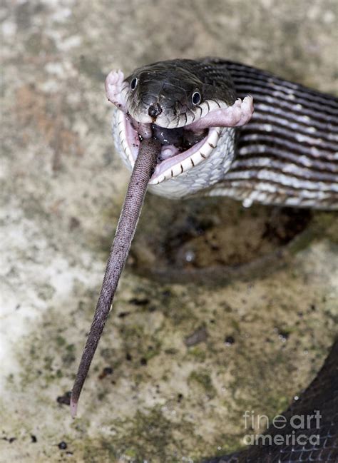 Black Rat Snake Feeding Photograph by Scott Camazine | Fine Art America